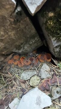 The Indicator Species: Orange Cup Fungi Releasing Spore Clouds in the Spring Forest