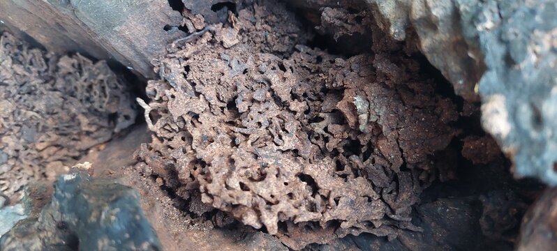 Close up view of complex termite nest structure built inside decaying wooden structure in natural forest