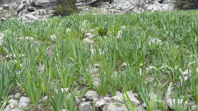 Dense Clusters of Ferula Communis in Untouched Mountainous Regions