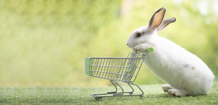 Rabbit bunny white cute animal shopping cart grass outdoor playful rabbit bunny white cute animal shopping cart stand green grass with curious