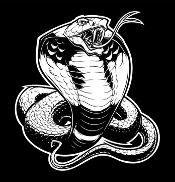 Aggressive cobra snake with open mouth. Black and white vector illustration with detailed scales, isolated on a black background.