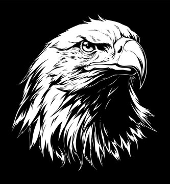 Bald eagle`s head on the black background vector illustration.