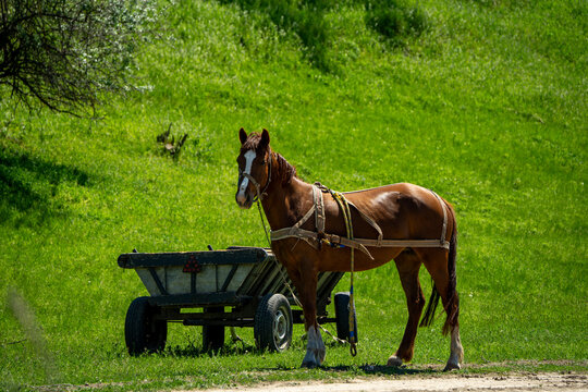 Brown horse harnessed to small farm cart standing on green meadow, peaceful countryside scene with working animal and copy space