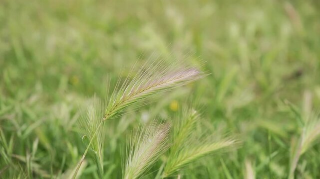 Espiga o planta aislada en el campo con movimiento de viento.. Color verde predominante y movimientos suaves y tranquilos, ideal para videos inspiracionales y meditativos. 