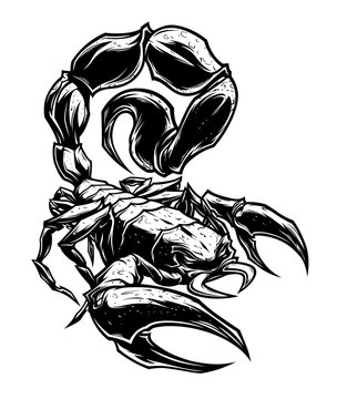 Detailed black and white scorpion vector illustration.