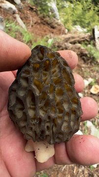Close-up of a hand holding and turning a fresh wild morel mushroom