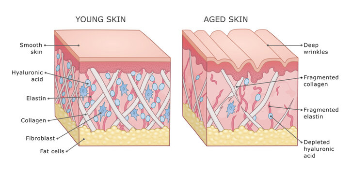 Young and aged human skin structure comparison labeled medical vector illustration. 