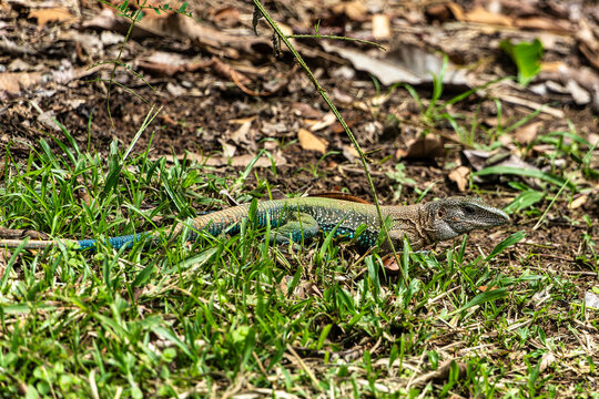 Ameiva ameiva or Amazon racerunner, species of lizard in the family Teiidae found in Central and South America