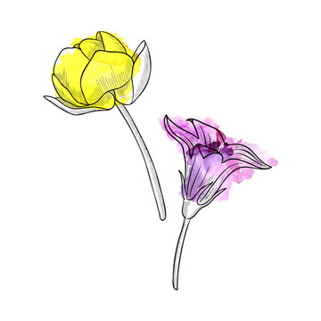 vector drawing flowers, globeflower,bell with yellow and purple paint stains, vintage style elements isolated at white background, hand drawn illustration