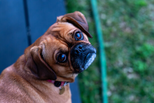 Cute brown pug mix breed dog looking up expressive eyes