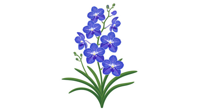 blue vanda orchid isolated on white background