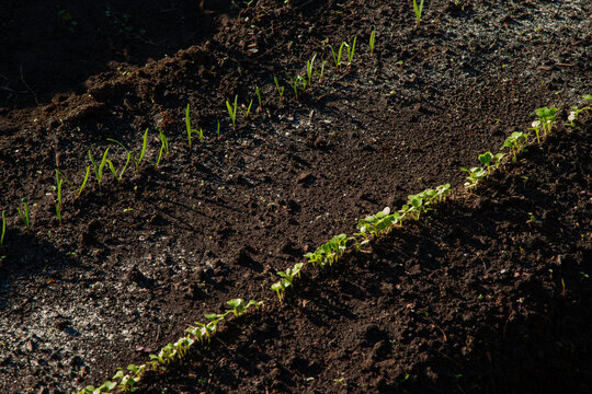Parallel lines of fresh green: Turnip and spinach sprouts with cotyledons in the field.