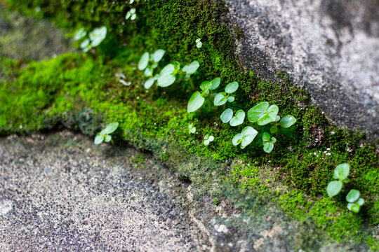 Fresh green peperomia pellucida plants and lush moss growing through a crack in a concrete wall surface.