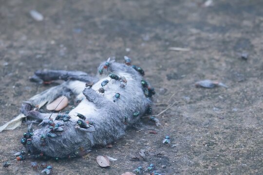 A dead rat carcass is swarming with flies, which can carry diseases. The area is unclean and unsafe.