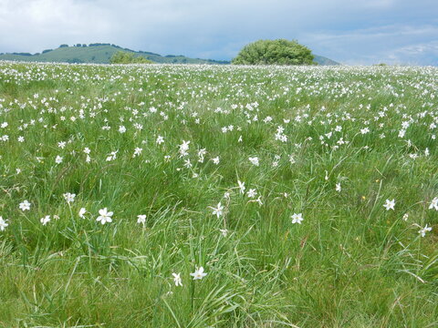 daffoldils (narcissus) blossoming at Pian della Cavalla in Antola regional Park, Fascia, Liguria, Italy