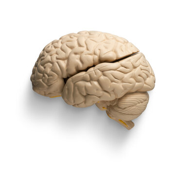 Human brain anatomical model showing intelligence and thought