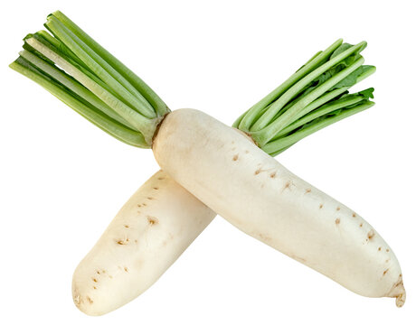 Two fresh white daikon radishes with green stems crossed in an X shape Isolated. Organic root vegetables for healthy cooking and Asian cuisine.