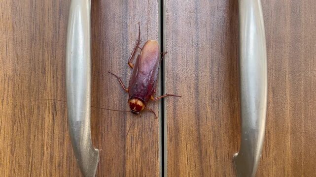 Cockroach crawling on a wooden cabinet door with handles six legged cockroach