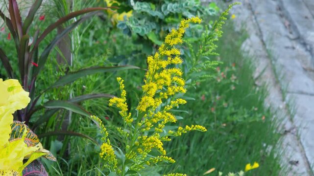 Solidago altissima ,Herb of Canada goldenrod 