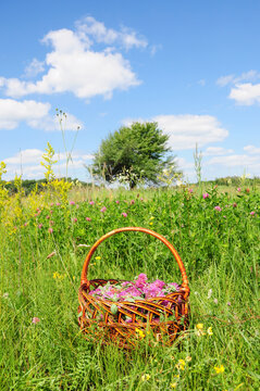 Red Clover Blossoms Harvest In Basket On Flowering Meadow Background