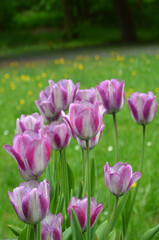 Fototapeta premium Closeup tulips 'Shirley' spring blooming flowers with pink- soft purple to white centered color petals. Closeup, outdoors, selected focus. Growing , planting, landscaping concept.