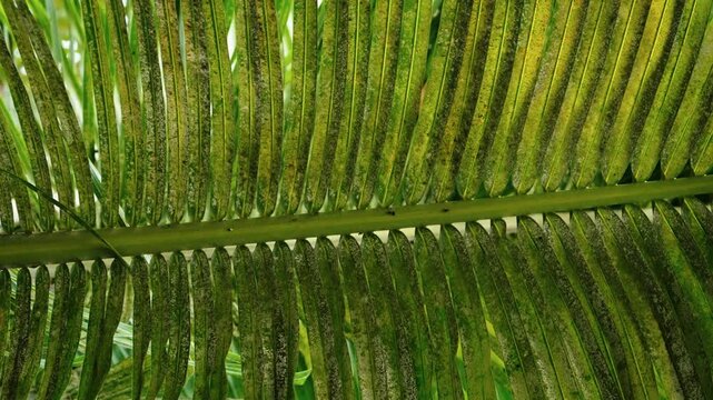 Detailed tropical palm leaf texture with natural green patterns in Guatemala