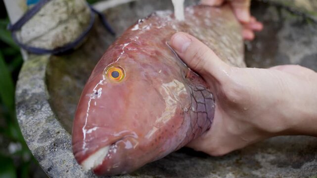 Carefully washing a freshly caught wild parrotfish under running water at a local market in a tropical coastal region, close-up
