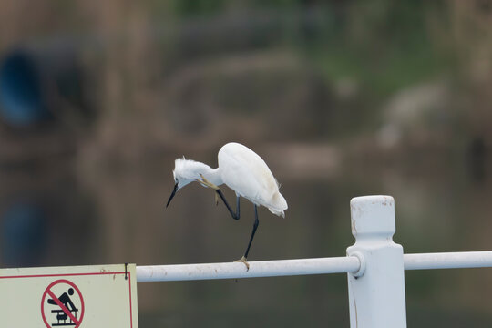 Little white heron on a fence