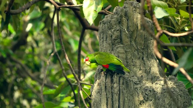 Green Red-lored Amazon parrot climbing and exploring textured termite mound surface at Edward Youde Aviary Hong Kong