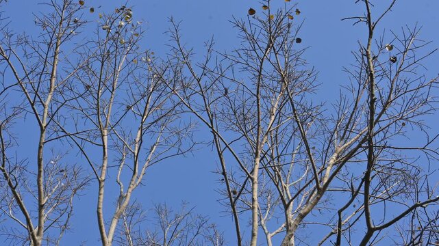 Without Leaves Ficus religiosa tree in the autumn season. Its other names are the bodhi tree, pippala tree, peepul tree or ashwattha tree. 