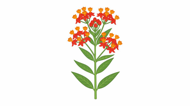 scarlet milkweed isolated on white background