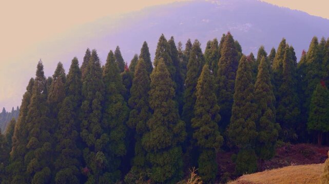 Japanese Cedar Forest, Pine Forest