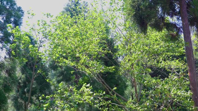 Nepalese or India alder tree, Alnus nepalensis, decidious tree