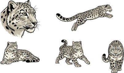 Snow Leopard Wildlife Vector Illustration Collection Featuring Realistic Big Cat Sketches, Jumping Predator Poses, Resting Animals, and Detailed Nature-Inspired Safari Designs © MstSuborna