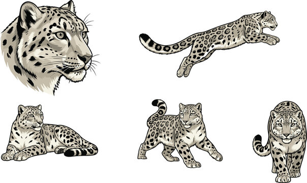 Snow Leopard Wildlife Vector Illustration Collection Featuring Realistic Big Cat Sketches, Jumping Predator Poses, Resting Animals, and Detailed Nature-Inspired Safari Designs