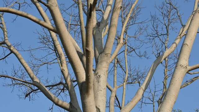 Without Leaves Ficus religiosa tree in the autumn season. Its other names are the bodhi tree, pippala tree, peepul tree or ashwattha tree. 