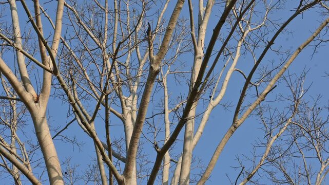 Without Leaves Ficus religiosa tree in the autumn season. Its other names are the bodhi tree, pippala tree, peepul tree or ashwattha tree. 