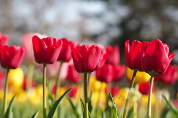 Obraz premium 花 植物 花畑 Flower field in the evening