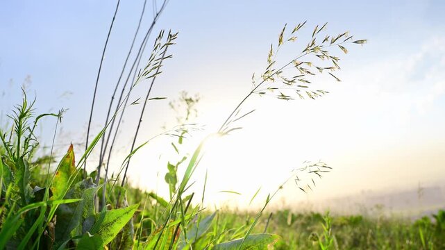 Summer time. Wild grass stalks against the sunset sky in a field