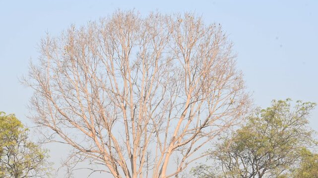 Without Leaves Ficus religiosa tree in the autumn season. Its other names are the bodhi tree, pippala tree, peepul tree or ashwattha tree. 