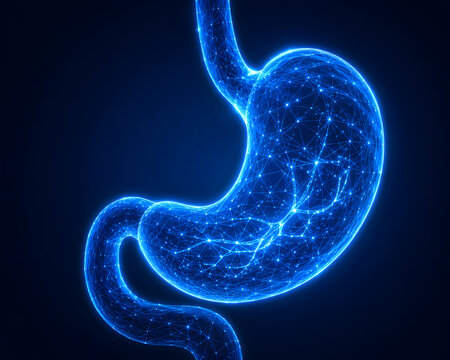 Human stomach digestive system anatomy, glowing medical wireframe visualization. Gastrointestinal organ healthcare concept, digestive tract illustration, gastric anatomy, internal abdominal organ, gas