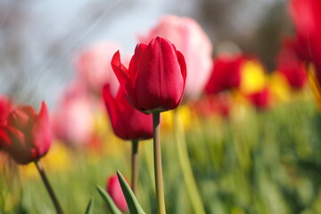 Naklejka premium 花 植物 花畑 Flower field in the evening