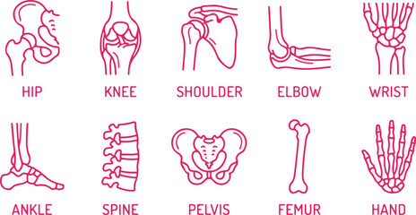 Line drawing human skeleton joints collection hip knee shoulder elbow wrist ankle spine. © Sadhin