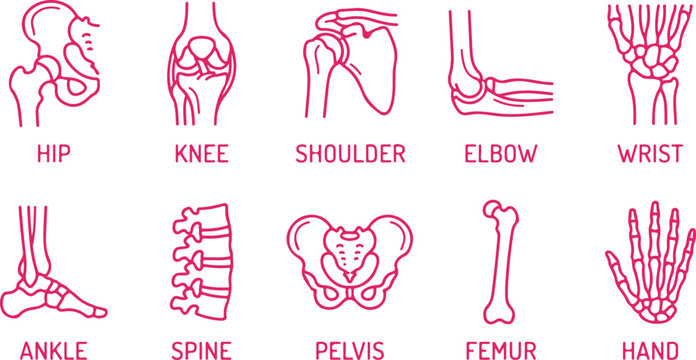 Line drawing human skeleton joints collection hip knee shoulder elbow wrist ankle spine.