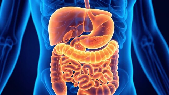 3D illustration of human digestive system organs including stomach and liver. Suitable for medicine, education, biology, and healthcare presentations.