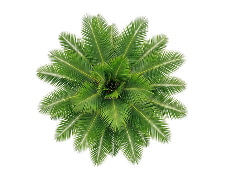 Vibrant green sago palm tree captured from a top down perspective creating a symmetrical botanical shape on transparent background