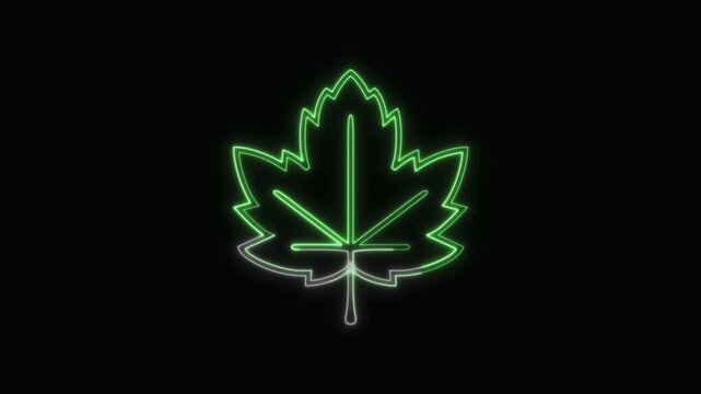  Maple Leaf Icon Neon Seamless Loop 4K with Black Background Animated Promotional Typography for Video Editing