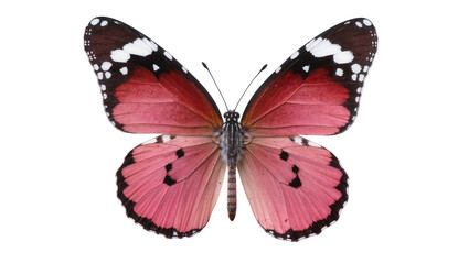 Pink and red butterfly with black and white spots © Lena