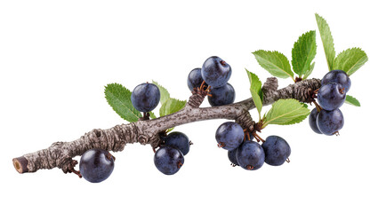 Dark blue berries on rough bark branch with green leaves © Lena