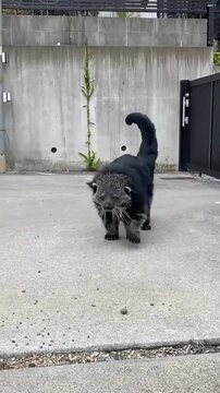 Black binturong walking forward looking alert